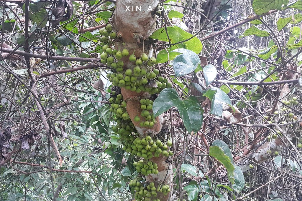 Tree Top Walk @ Sungai Sedim Kedah