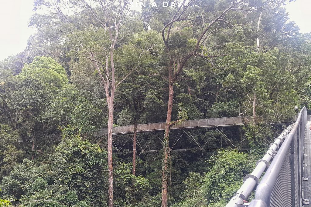 Tree Top Walk @ Sungai Sedim Kedah