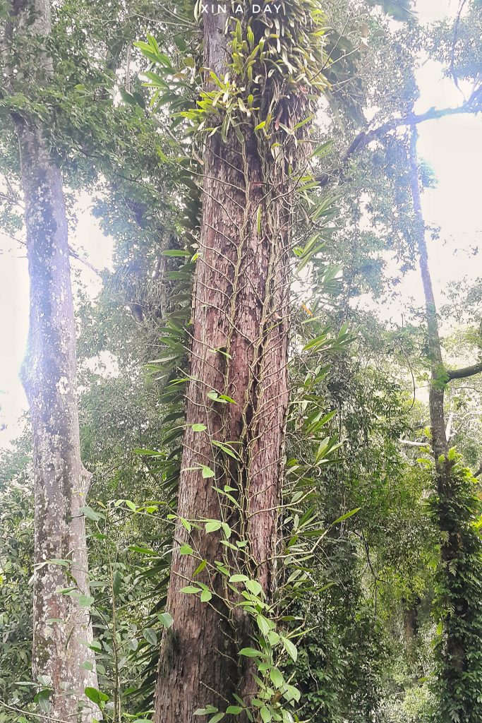 Tree Top Walk @ Sungai Sedim Kedah