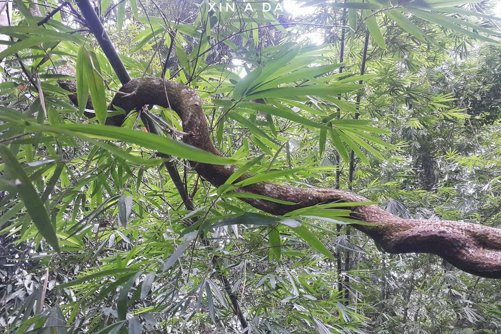 Tree Top Walk @ Sungai Sedim Kedah