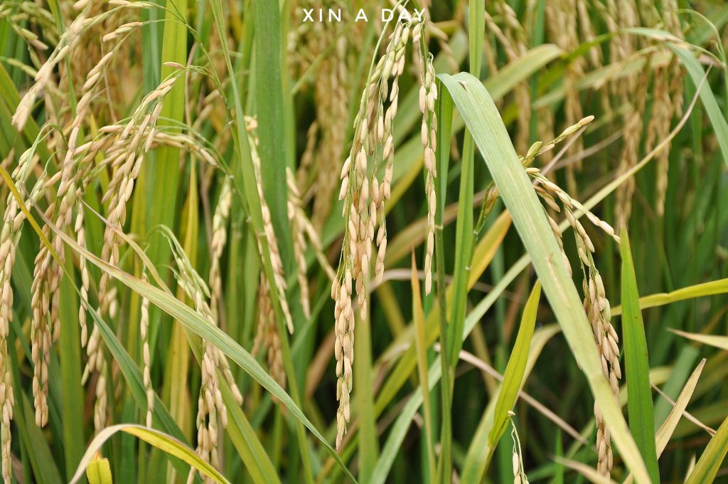  ❤ 适耕庄金黄色稻米田 (Sekinchan Paddy Field) ❤