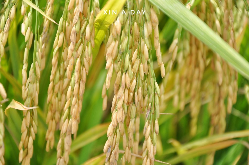  ❤ 适耕庄金黄色稻米田 (Sekinchan Paddy Field) ❤