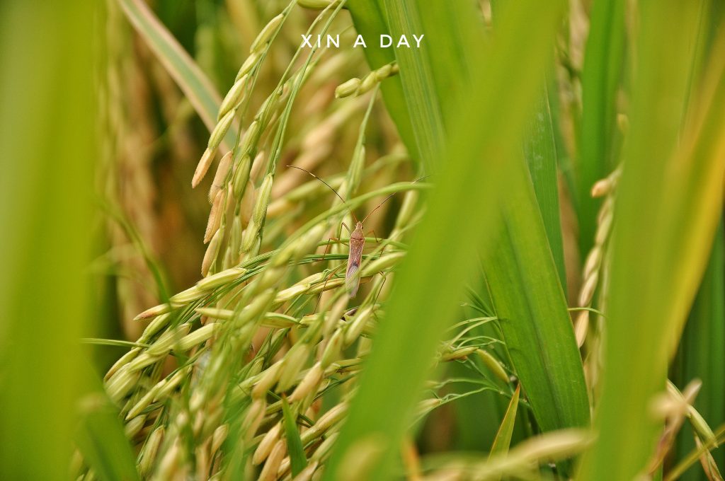  ❤ 适耕庄金黄色稻米田 (Sekinchan Paddy Field) ❤