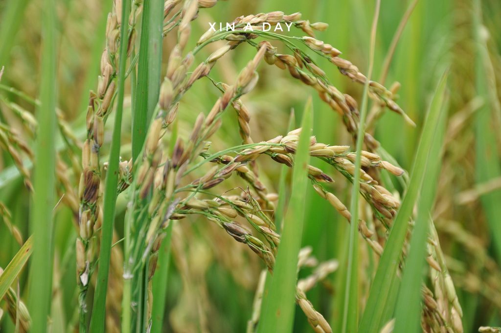  ❤ 适耕庄金黄色稻米田 (Sekinchan Paddy Field) ❤