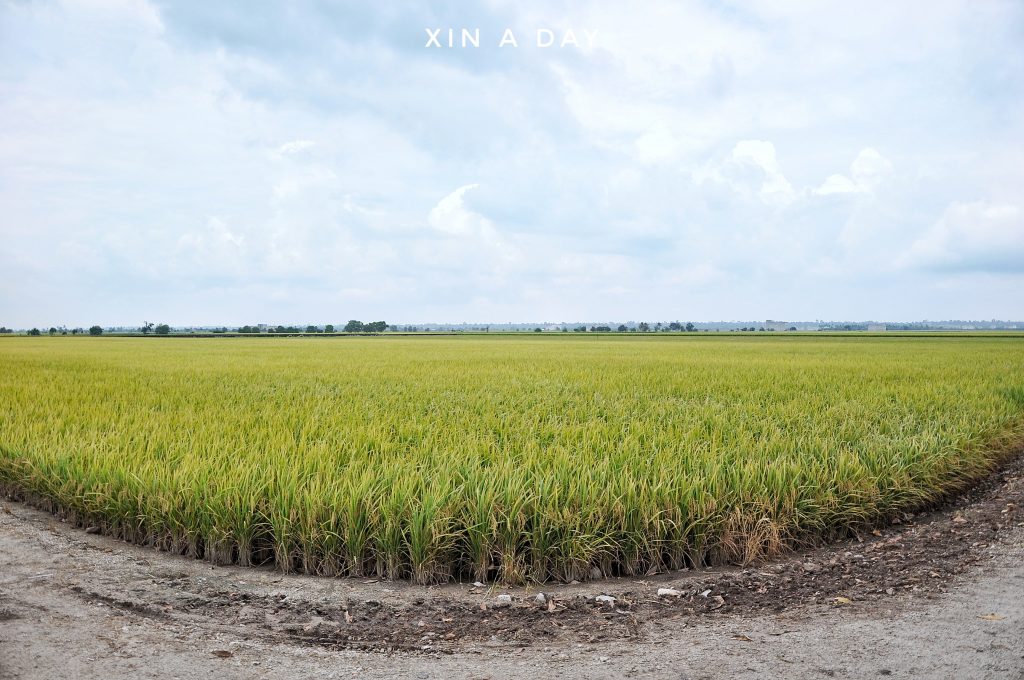  ❤ 适耕庄金黄色稻米田 (Sekinchan Paddy Field) ❤