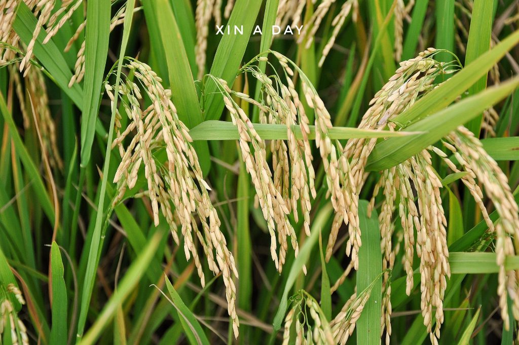  ❤ 适耕庄金黄色稻米田 (Sekinchan Paddy Field) ❤