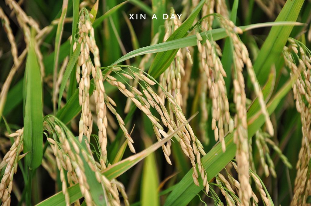  ❤ 适耕庄金黄色稻米田 (Sekinchan Paddy Field) ❤