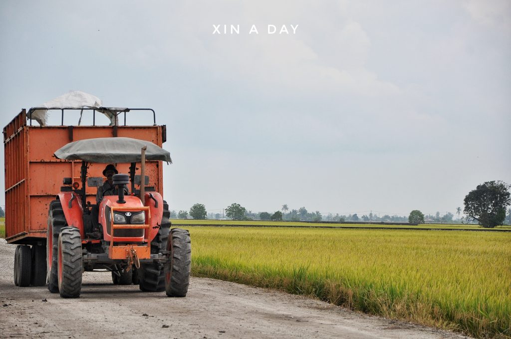 ❤ 适耕庄金黄色稻米田 (Sekinchan Paddy Field) ❤