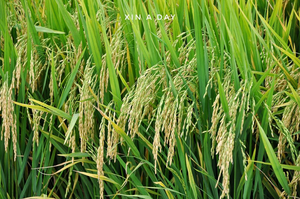  ❤ 适耕庄金黄色稻米田 (Sekinchan Paddy Field) ❤