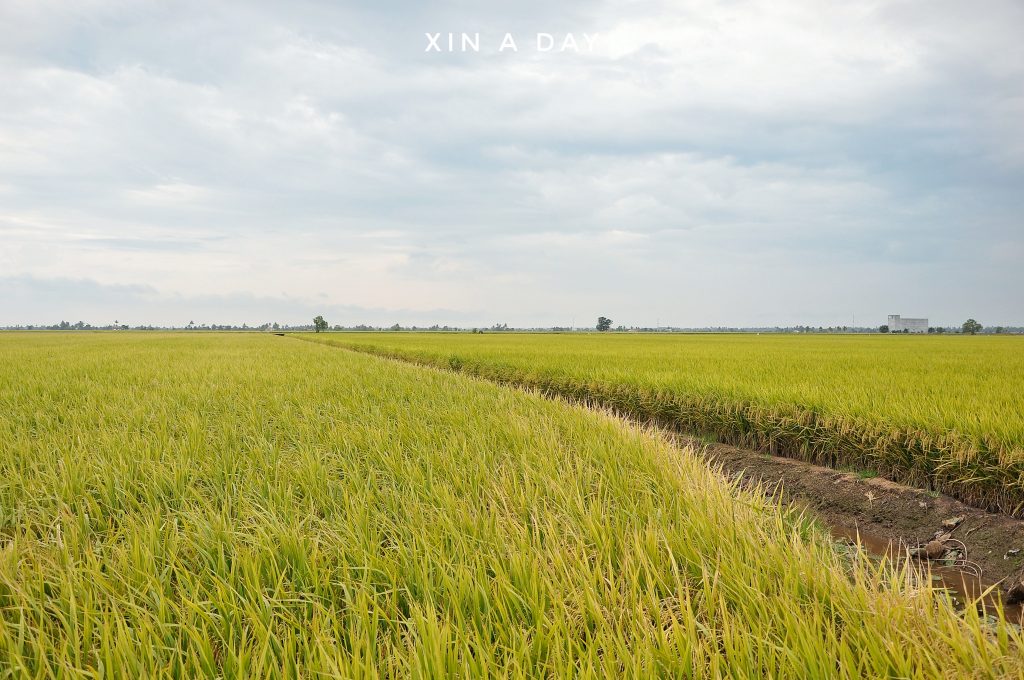  ❤ 适耕庄金黄色稻米田 (Sekinchan Paddy Field) ❤