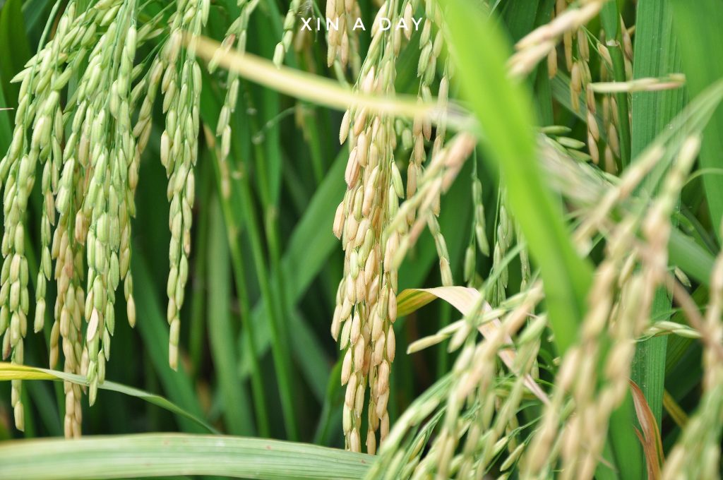  ❤ 适耕庄金黄色稻米田 (Sekinchan Paddy Field) ❤