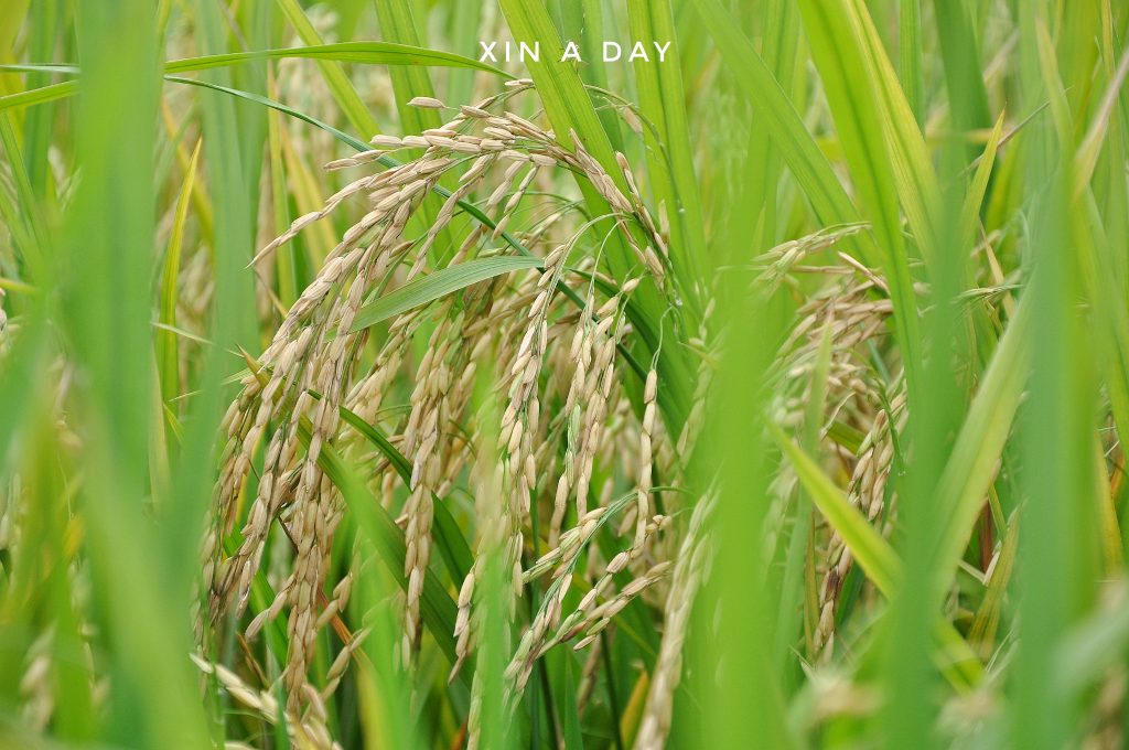  ❤ 适耕庄金黄色稻米田 (Sekinchan Paddy Field) ❤