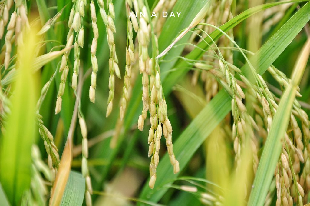  ❤ 适耕庄金黄色稻米田 (Sekinchan Paddy Field) ❤