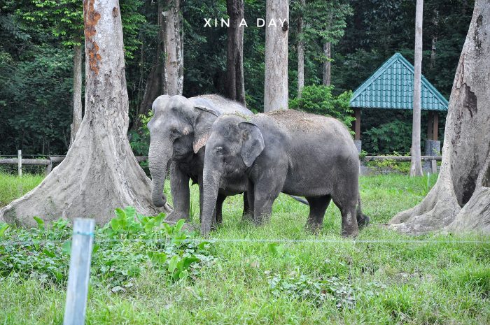  大象保育中心 Kuala Gandah Elephant Sanctuary 