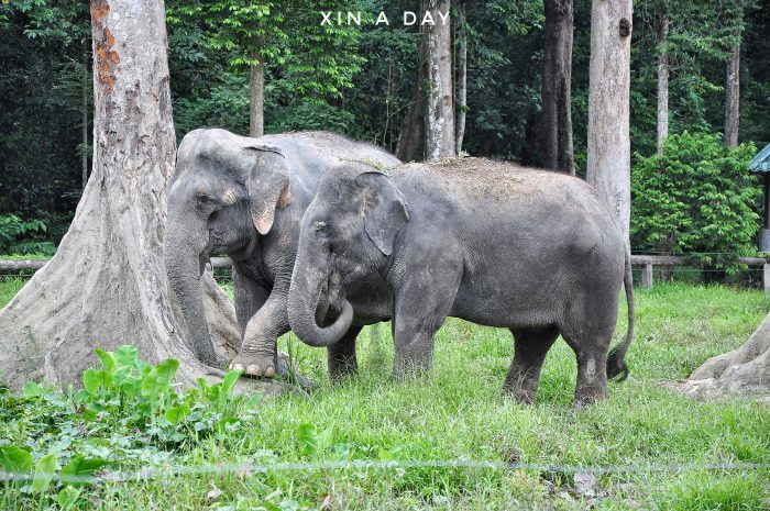  大象保育中心 Kuala Gandah Elephant Sanctuary 