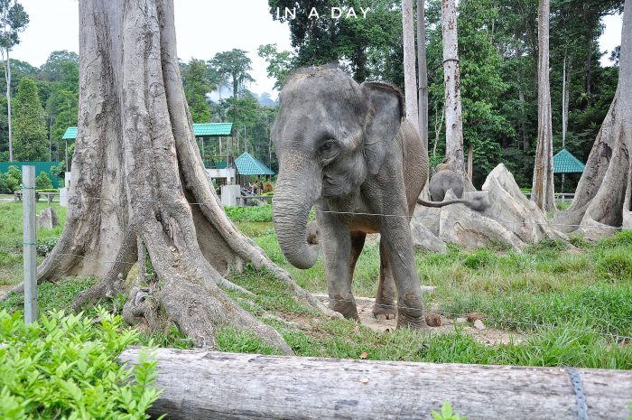  大象保育中心 Kuala Gandah Elephant Sanctuary 