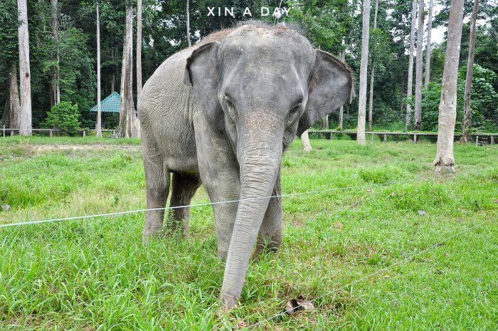  大象保育中心 Kuala Gandah Elephant Sanctuary 