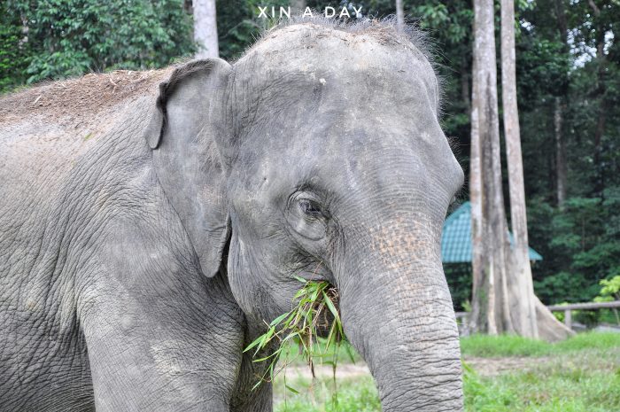 大象保育中心 Kuala Gandah Elephant Sanctuary