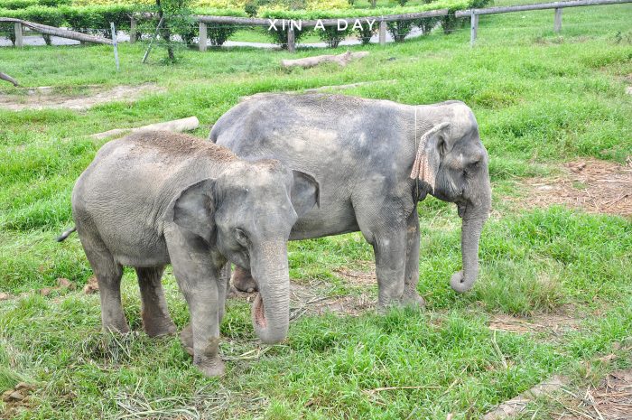  大象保育中心 Kuala Gandah Elephant Sanctuary 