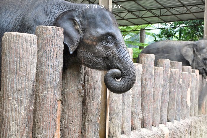  大象保育中心 Kuala Gandah Elephant Sanctuary 