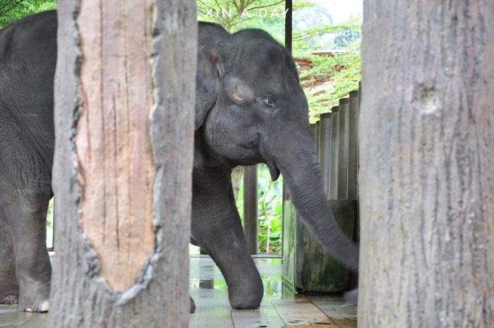  大象保育中心 Kuala Gandah Elephant Sanctuary 