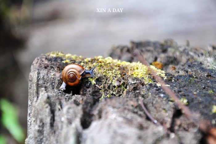 Sungai Tua Recreational Forest @ Gombak