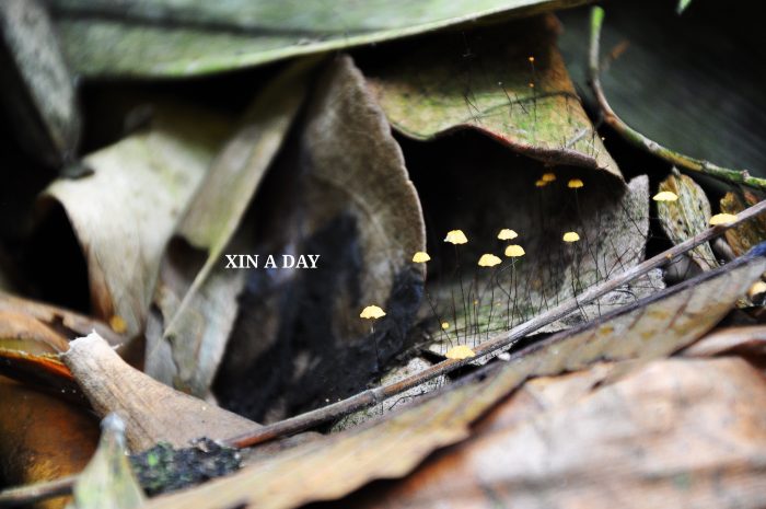 Sungai Tua Recreational Forest @ Gombak