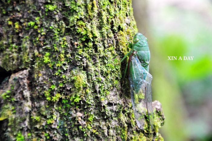 Sungai Tua Recreational Forest @ Gombak