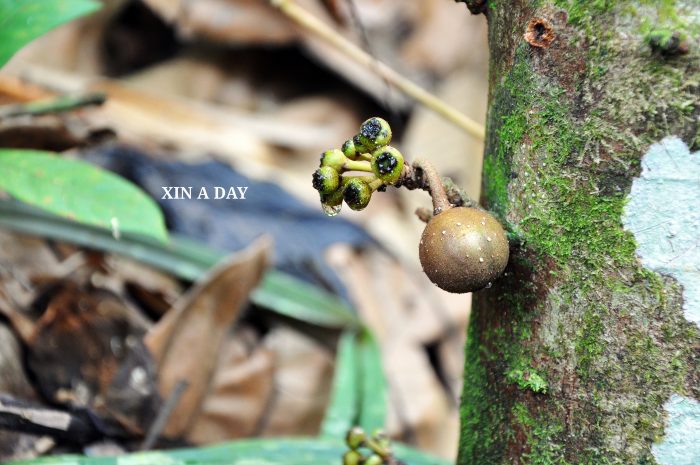 Sungai Tua Recreational Forest @ Gombak