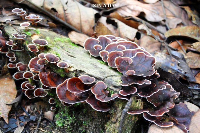 Sungai Tua Recreational Forest @ Gombak