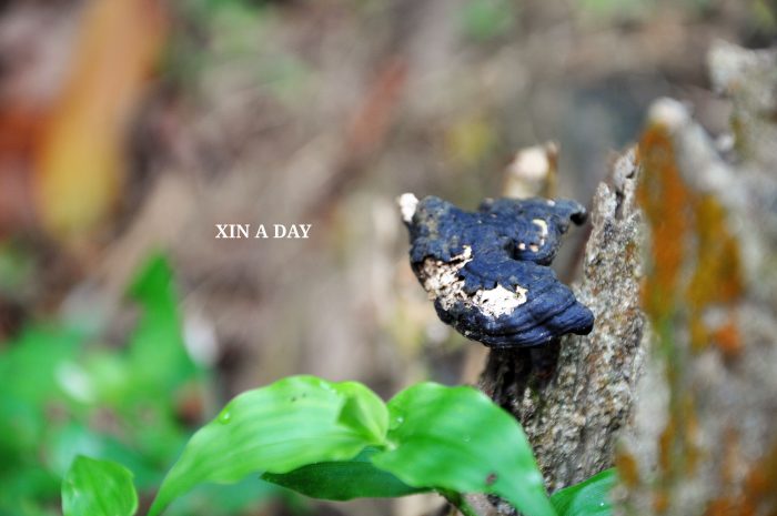 Sungai Tua Recreational Forest @ Gombak