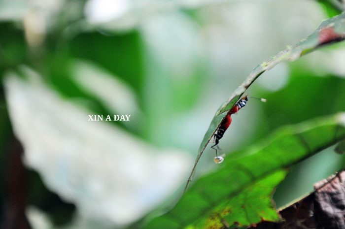 Sungai Tua Recreational Forest @ Gombak