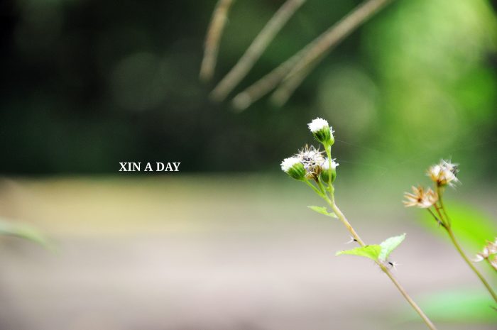 Sungai Tua Recreational Forest @ Gombak