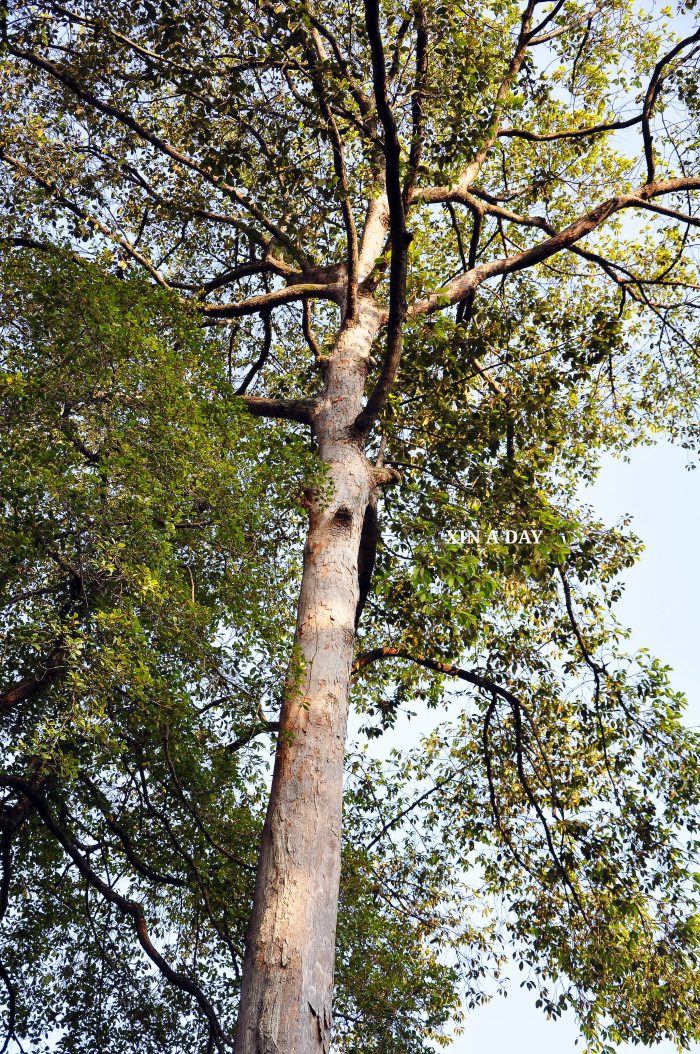  KL Eco Forest Park @ Raja Chulan 