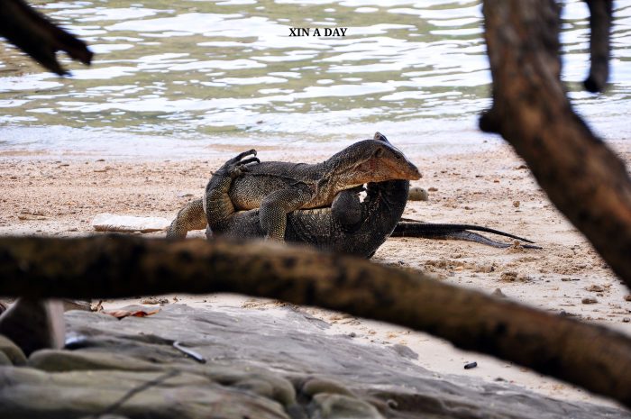 沙比岛 Sapi Island