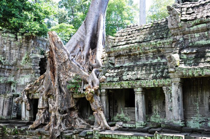  圣剑寺 Preah Khan @ Siem Reap 