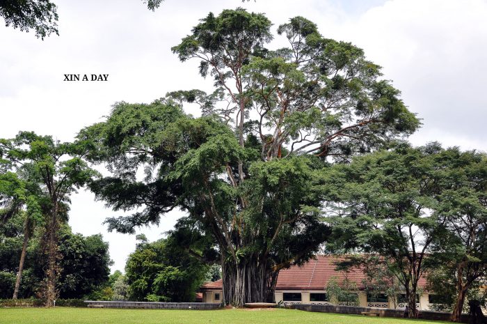 福康宁公园 (Fort Canning Park)