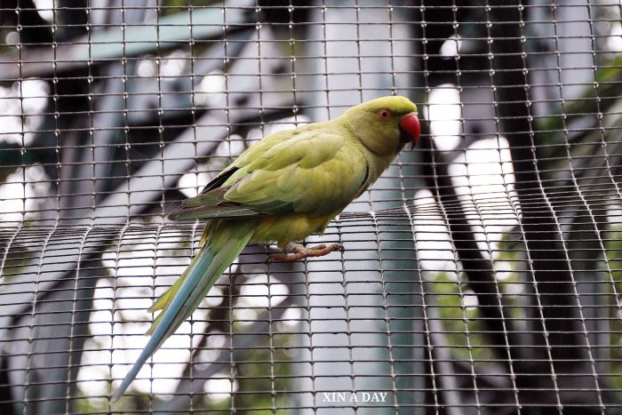 环颈鹦鹉 Indian Ring-necked Parakeet