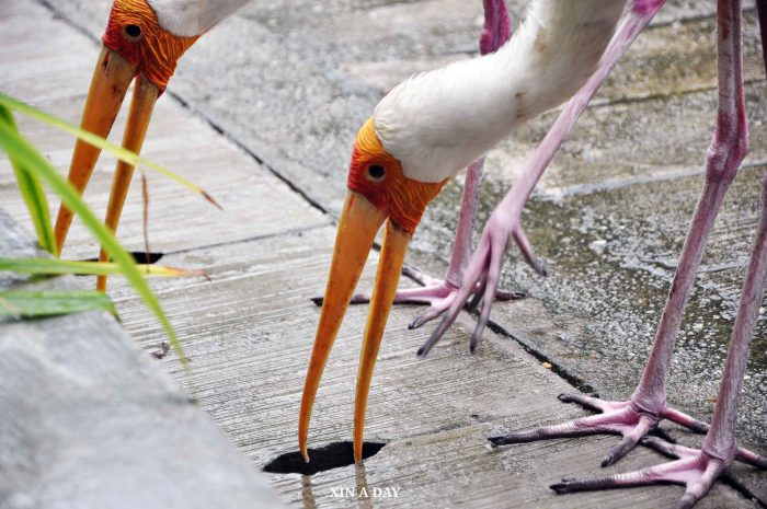 黄嘴鹳 (Yellow-billed Stork) 