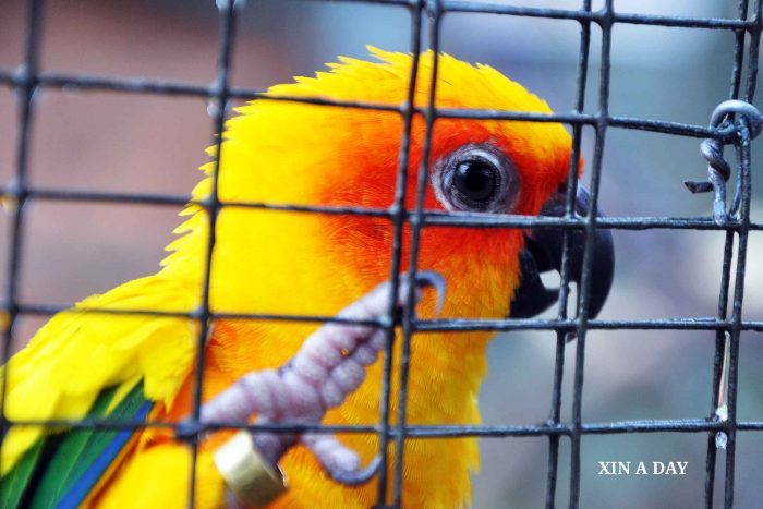 太阳鹦鹉 Sun Conure