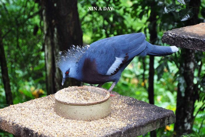 吉隆坡飞禽公园 KL Bird Park