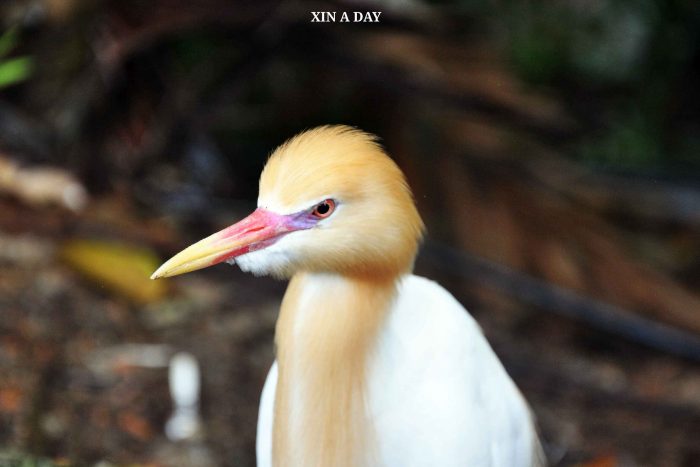 牛背鹭 (Cattle Egret)