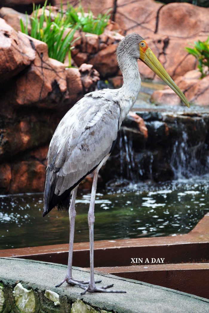 黄嘴鹳 (Yellow-billed Stork) 