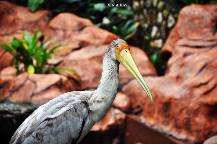 黄嘴鹳 (Yellow-billed Stork)