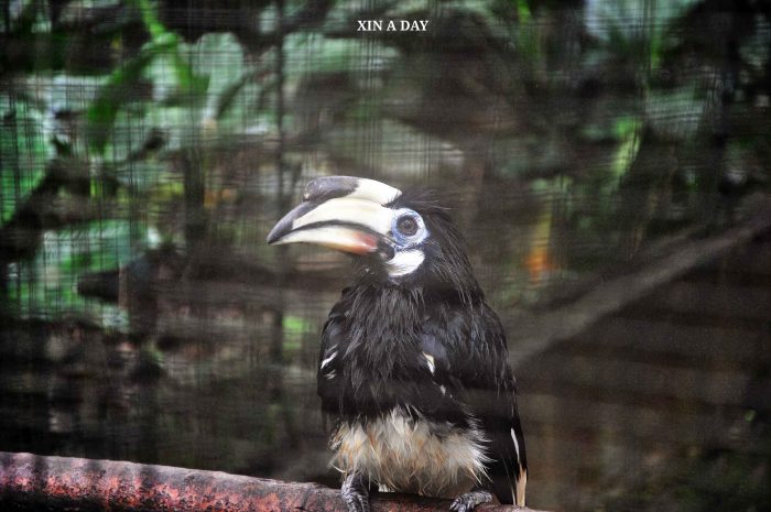 冠斑犀鸟 Southern Pied Hornbill