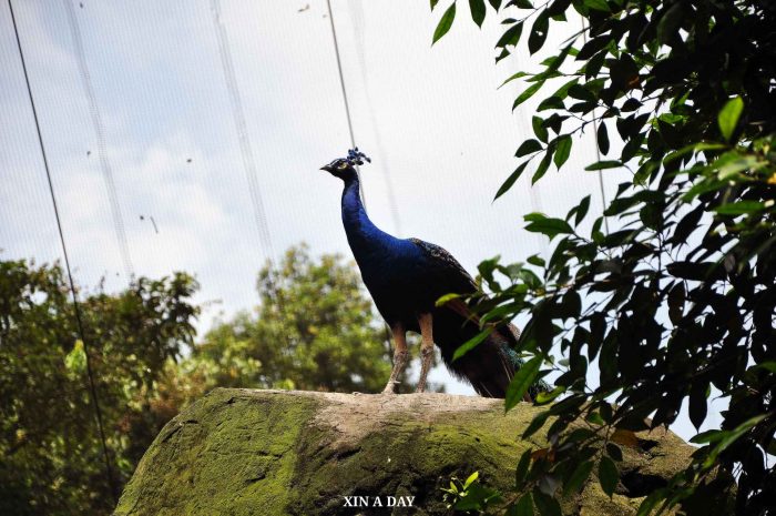 KL Bird Park