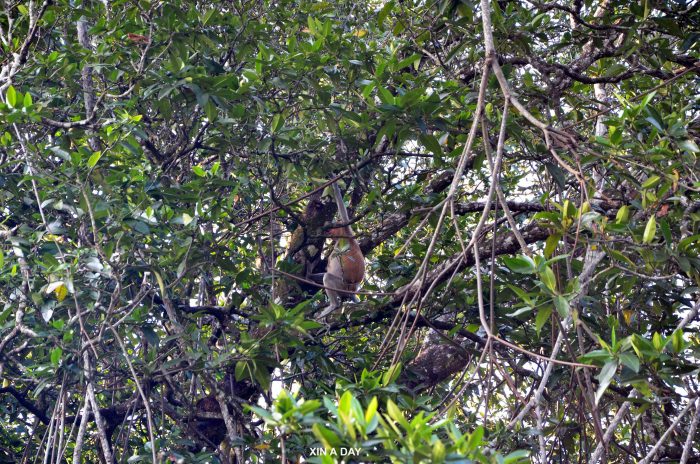 汶莱河 (Brunei River) 