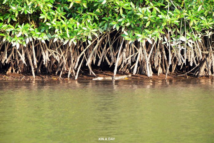 汶莱河 (Brunei River) 