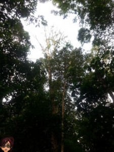 Sungai Tekala Waterfall