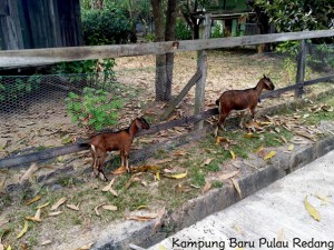 Kampung Baru Pulau Redang